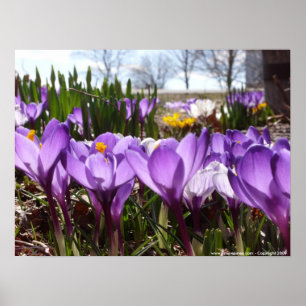 Crocus poster