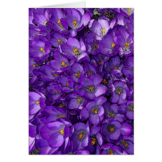 Crocus pourpre
