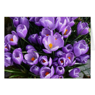 Crocus pourpre