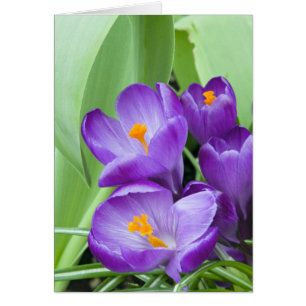 Crocus pourpre fleurit dans le jardin