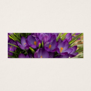 Crocus pourpres DSC5938