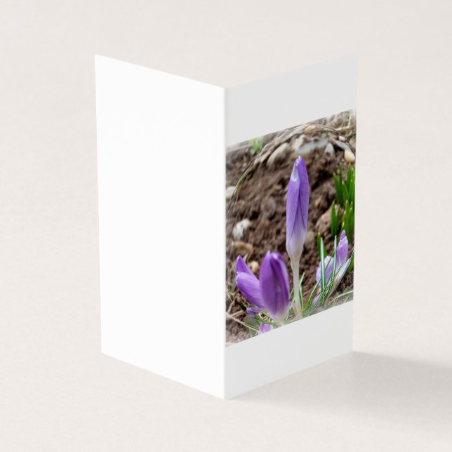 Crocus printaniers (Outside)