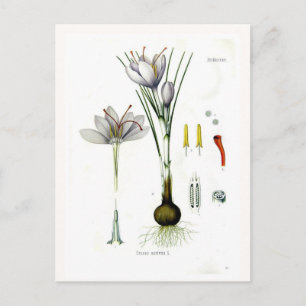 Crocus sativus postcard