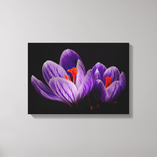 Crocus  Silhouette Canvas Print (Front)