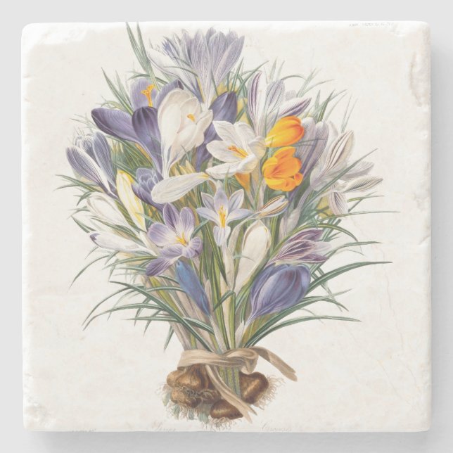 Crocus Spring Flower Botanical Floral Art Stone Coaster (Front)