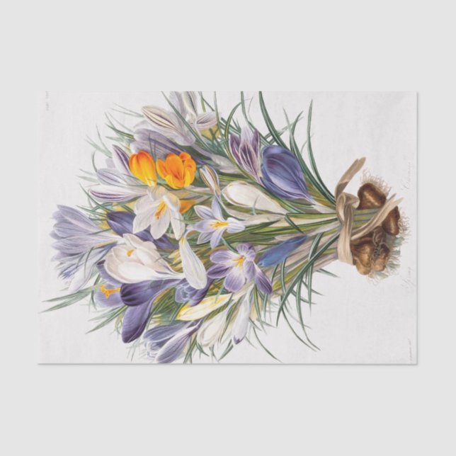 Crocus Spring Flower Botanical Floral Art Tissue Paper (Front)