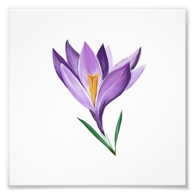 Crocus Spring Flower Photo Print (Front)