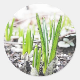 Crocus Sprouts In The Spring Garden Classic Round Sticker
