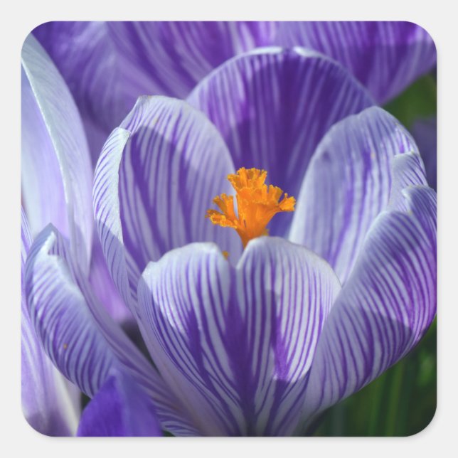 crocus stickers (Front)