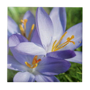 Crocus Tile