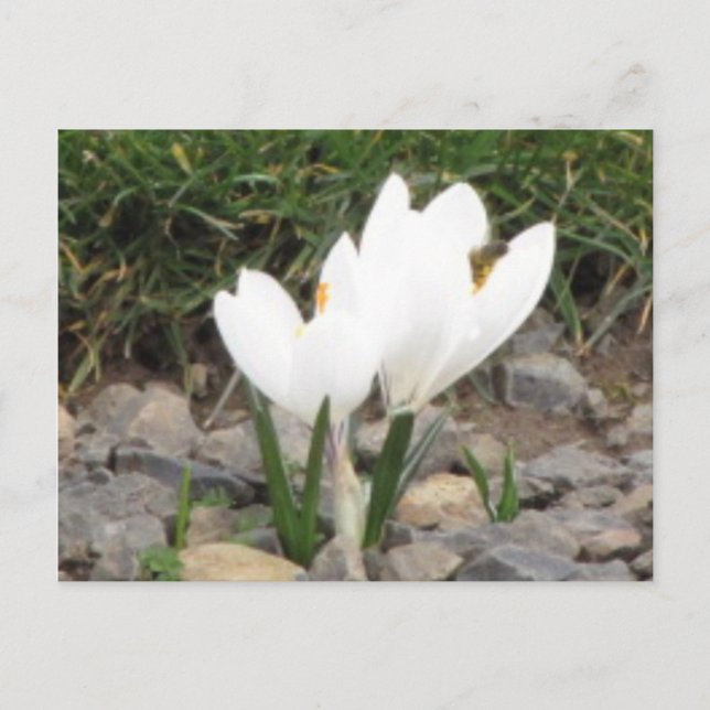 Crocuses and the Bee Postcard (Front)