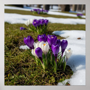 Crocuses in Early Spring Poster