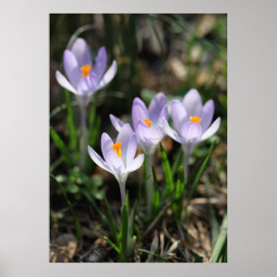 Crocuses Posters