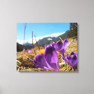 Crocuses, Tatras Canvas Print