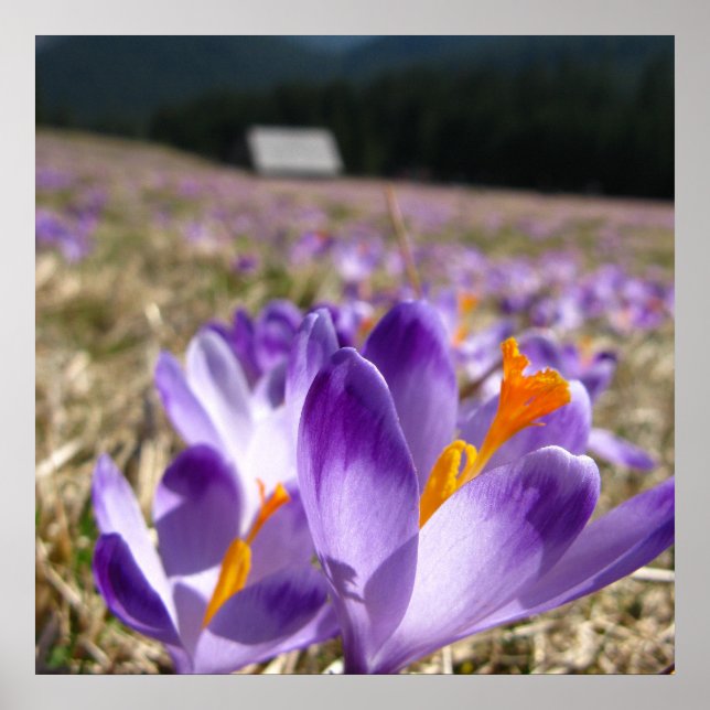 Crocuses, Tatras Poster (Front)