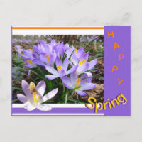 Crocusses with Bee Happy Spring Postcard