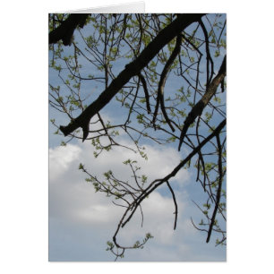 Croissance du printemps