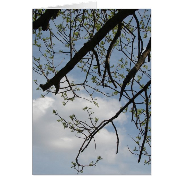 Croissance du printemps (Devant)