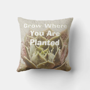 Croissance Succulente Où Vous Êtes Planté Coussin