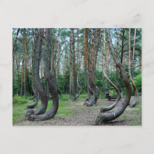 Crooked Forest - Poland Postcard