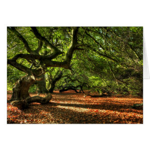 Crooked Trees of Lavizzara