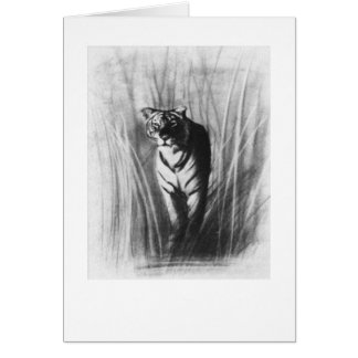 Croquis de tigre