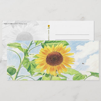 Croquis de Tournesol Radieux - Carte Postale
