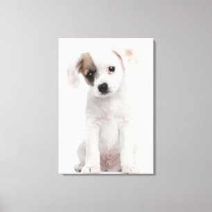 Cross breed puppy (2 months old) canvas print