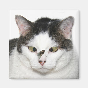 Cross eyed cat and fly magnet