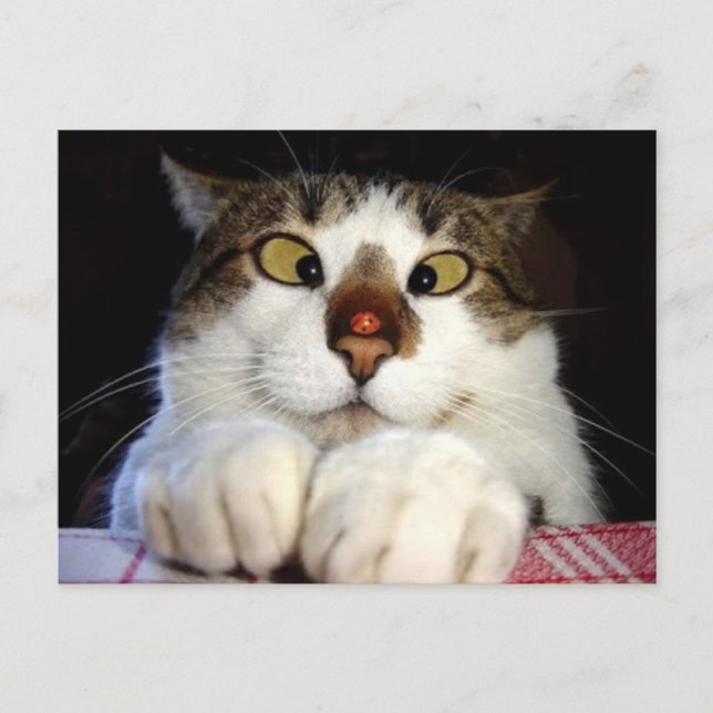 Cross Eyed Cat And Ladybird Postcard (Front)
