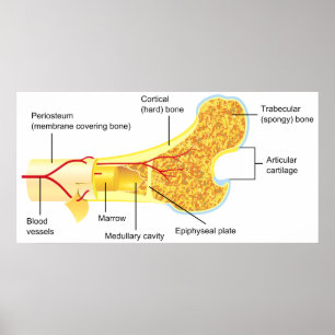 Cross Section Diagram of a General Human Bone Poster