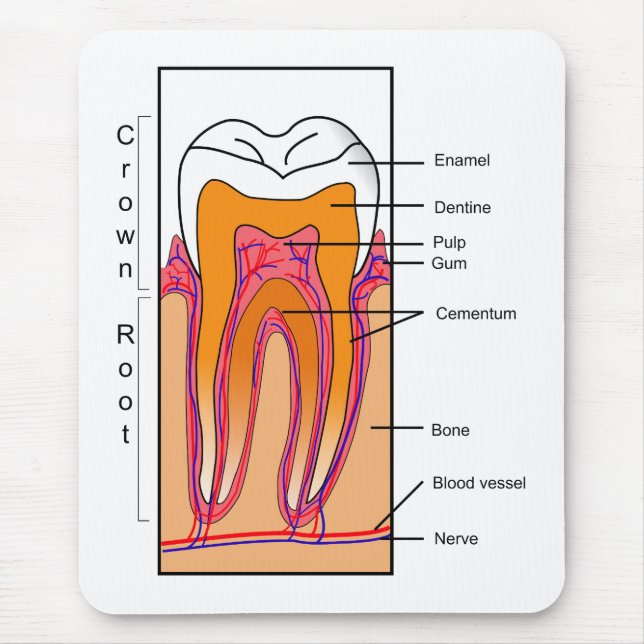 Cross Section Diagram of a Human Tooth Mouse Pad (Front)