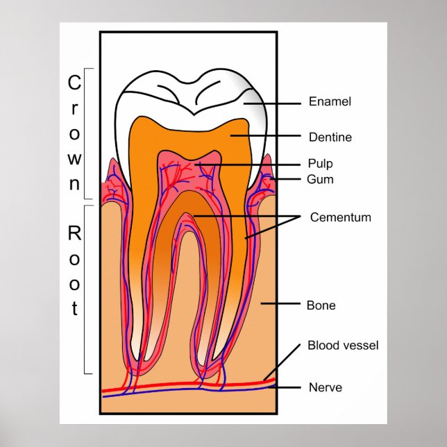 Cross Section Diagram of a Human Tooth Poster (Front)