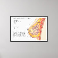 Cross Section Diagram of the Human Mammary Gland