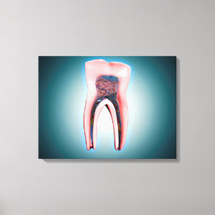 Cross-Section Of A Human Tooth Canvas Print