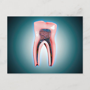 Cross-Section Of A Human Tooth Postcard