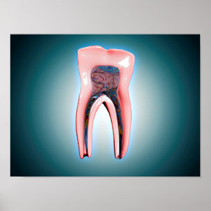 Cross-Section Of A Human Tooth Poster