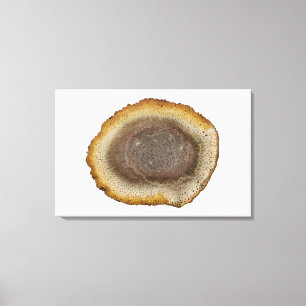 Cross-section of a Petrified Fern stem (Tieteasing Canvas Print