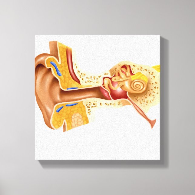 Cross Section Of Human Ear Canvas Print (Front)