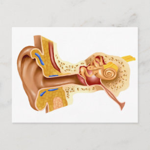 Cross Section Of Human Ear Postcard