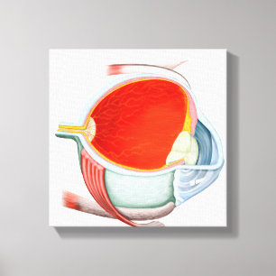 Cross Section Of Human Eye Canvas Print