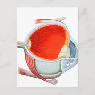 Cross Section Of Human Eye Postcard