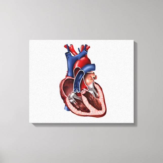 Cross Section Of Human Heart Canvas Print (Front)