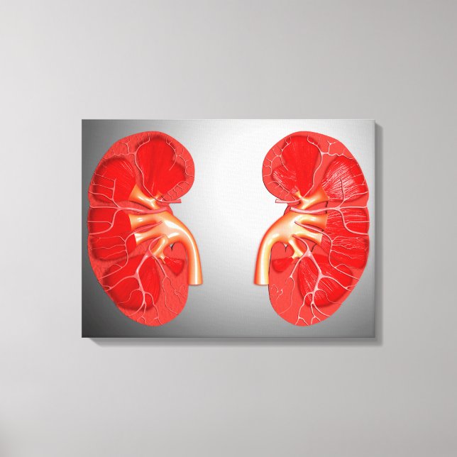 Cross-Section Of Human Kidney Canvas Print (Front)