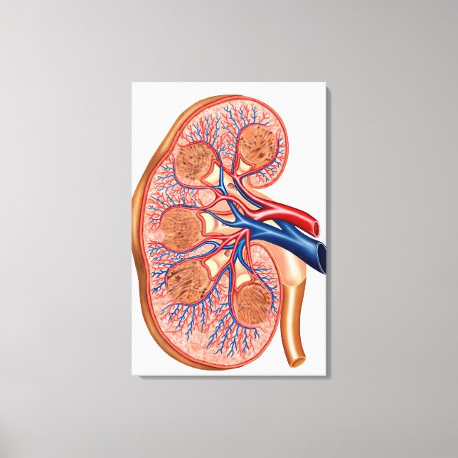 Cross Section Of Internal Anatomy Of A Kidney Canvas Print (Front)