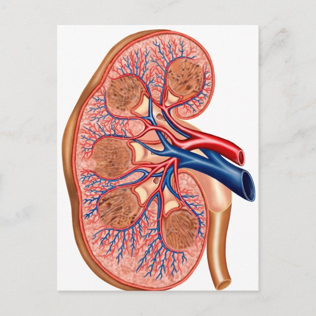 Cross Section Of Internal Anatomy Of A Kidney Postcard (Front)