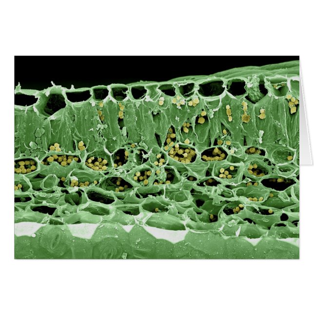 Cross Section of Leaf (Front Horizontal)