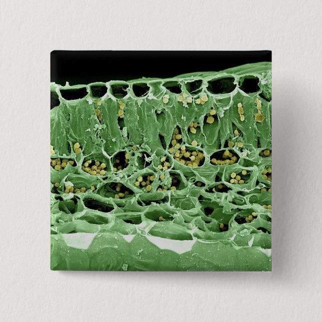 Cross Section of Leaf 2 Inch Square Button (Front)