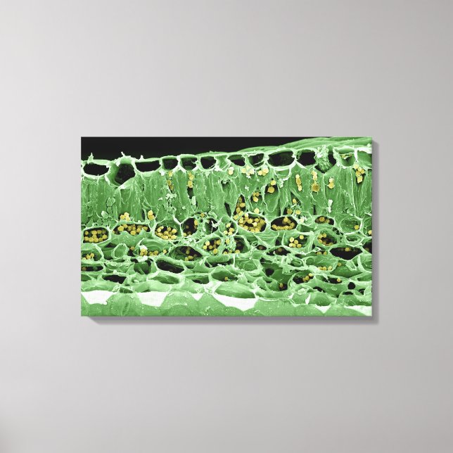 Cross Section of Leaf Canvas Print (Front)