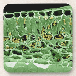 Cross Section of Leaf Coaster